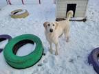 Adopt Simba a Yellow Labrador Retriever