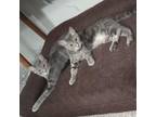 Adopt Charlie and Chickpea a Tabby