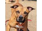 Adopt Chisel a Mixed Breed