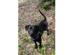 Adopt Castor a Labrador Retriever, Pit Bull Terrier