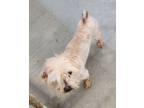 Adopt Alonzo a Lhasa Apso