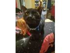 Adopt Salem Upright a Domestic Short Hair