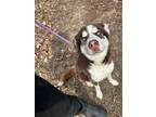 Adopt Balto a Siberian Husky