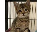 Adopt Theon a Domestic Short Hair