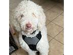 Adopt Ozzie a Poodle