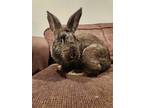 Adopt Luca a Flemish Giant