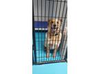 Adopt Bingo - Puppy Sale! $150 off! a Australian Cattle Dog / Blue Heeler