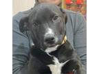 Adopt Beef RR Cal a Black Labrador Retriever