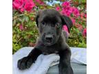 Adopt Uno a Black Labrador Retriever