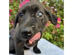 Adopt Uno a Black Labrador Retriever