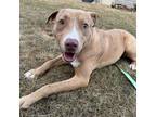 Adopt Mason a Mixed Breed