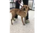 Adopt Reagan a Mixed Breed