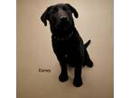 Adopt Eeney a Labrador Retriever