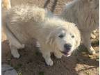 Adopt Oliver a Great Pyrenees