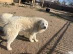 Adopt Royce a Great Pyrenees