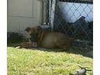 Adopt Ripley (R3) a Pit Bull Terrier