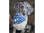 Adopt Wally a Labradoodle