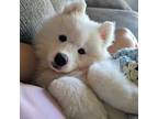 Samoyed Puppy for sale in Redding, CA, USA