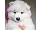 Samoyed Puppy for sale in Redding, CA, USA