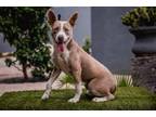 Adopt Zar a Australian Cattle Dog / Blue Heeler, American Staffordshire Terrier
