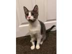 Adopt Hutch a Domestic Short Hair