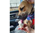 Adopt Finn a Black Mouth Cur, German Shorthaired Pointer