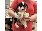 Adopt Peat a Border Collie