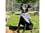 Adopt Frodo a Miniature Pinscher