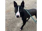 Adopt Hank a Bull Terrier