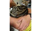 Adopt Moose a Abyssinian, Bengal