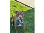 Adopt Odie a American Staffordshire Terrier