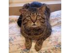 Adopt Tyson a Domestic Short Hair