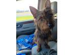 Adopt Marlo a Yorkshire Terrier