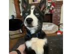 Adopt Moore a Husky