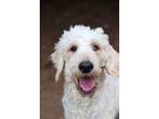 Adopt Jacob a Standard Poodle