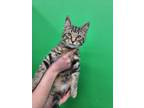 Adopt Donny a American Shorthair