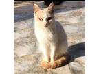 Adopt Adam (m) 3yrs Turkish light orange/white a Turkish Van