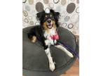 Adopt Thor a Australian Shepherd