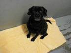 Adopt Crash (3684) a Labrador Retriever, Beagle