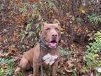 Adopt Irvin a Pit Bull Terrier