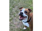 Adopt Pete a Boxer