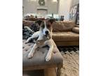 Adopt Chacho a Australian Cattle Dog / Blue Heeler, Terrier