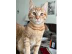 Adopt Ezra (bonded with Eden) a Tabby