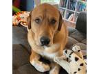 Adopt Rush a Rhodesian Ridgeback, Bernese Mountain Dog