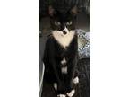 Adopt Junior a Tuxedo