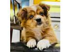 Adopt Pudge a Pomeranian, Corgi