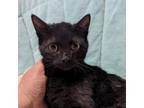 Adopt Kingsford a American Shorthair