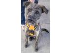 Adopt Sam a Irish Wolfhound