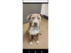 Adopt Willy a Pit Bull Terrier