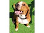 Adopt Chase a Beagle